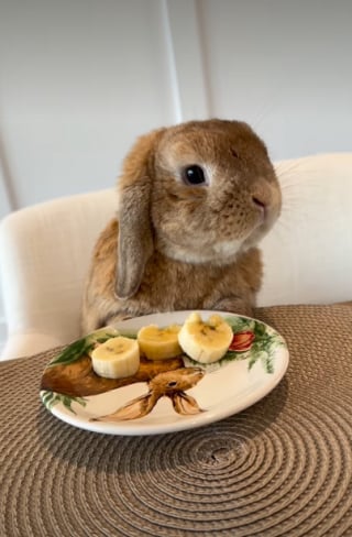 Illustration de l'article : 15 photos de lapins trop mignons pour mettre du bonheur dans votre journ&eacute;e