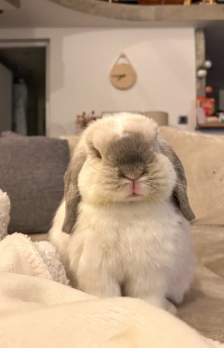 Illustration de l'article : 15 photos de lapins trop mignons pour mettre du bonheur dans votre journ&eacute;e