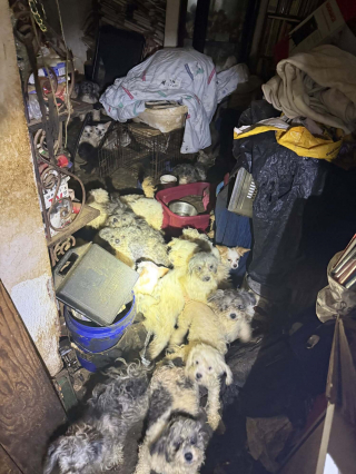 Illustration de l'article : Secourus dans une maison insalubre et sombre, 47 chiens retrouvent presque tous une famille un mois plus tard