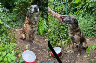 Illustration de l'article : Un crois&eacute; Malinois attach&eacute; depuis des ann&eacute;es se d&eacute;fait de la corde incrust&eacute;e dans son cou, trouve de l&rsquo;aide et sauve son cong&eacute;n&egrave;re