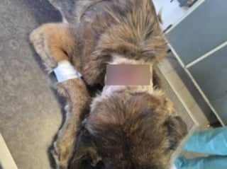 Illustration de l'article : Un crois&eacute; Malinois attach&eacute; depuis des ann&eacute;es se d&eacute;fait de la corde incrust&eacute;e dans son cou, trouve de l&rsquo;aide et sauve son cong&eacute;n&egrave;re