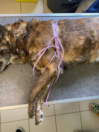 Illustration de l'article : Un crois&eacute; Malinois attach&eacute; depuis des ann&eacute;es se d&eacute;fait de la corde incrust&eacute;e dans son cou, trouve de l&rsquo;aide et sauve son cong&eacute;n&egrave;re
