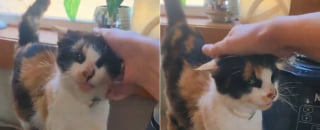 Illustration de l'article : Apr&egrave;s 13 ann&eacute;es d'errance, cette chatte s&eacute;niore vit sa premi&egrave;re nuit dans la s&eacute;curit&eacute; et le confort d'une maison (vid&eacute;o)