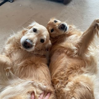 Illustration de l'article : Une Golden Retriever transforme une simple descente de colline en succession de pirouettes apr&egrave;s avoir attrap&eacute; sa queue dans la gueule (vid&eacute;o)