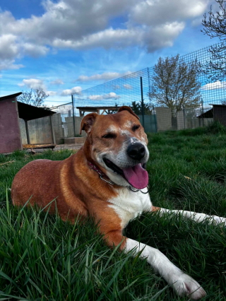 Illustration de l'article : &laquo; Il est incroyablement affectueux &raquo;, ce chien patiente au refuge en Lorraine, depuis plus de 6 ans