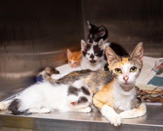 Illustration de l'article : Un refuge d&eacute;bord&eacute; sauve une trentaine de chats abandonn&eacute;s pr&egrave;s des poubelles gr&acirc;ce &agrave; la g&eacute;n&eacute;rosit&eacute; de sa communaut&eacute;