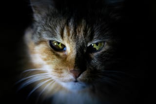 Illustration de l'article : 6 fa&ccedil;ons de montrer &agrave; votre chat que vous l'aimez