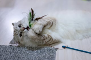 Illustration de l'article : 6 fa&ccedil;ons de montrer &agrave; votre chat que vous l'aimez