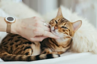Illustration de l'article : 6 fa&ccedil;ons de montrer &agrave; votre chat que vous l'aimez
