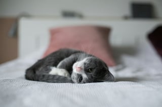 Illustration de l'article : 6 fa&ccedil;ons de montrer &agrave; votre chat que vous l'aimez