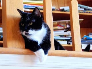 Illustration de l'article : 6 fa&ccedil;ons de montrer &agrave; votre chat que vous l'aimez
