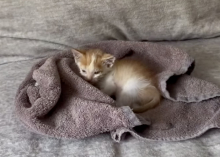Illustration de l'article : Alors qu'il voulait adopter un chien, ce jeune couple ram&egrave;ne finalement un chaton tigr&eacute; de ses vacances (vid&eacute;o)