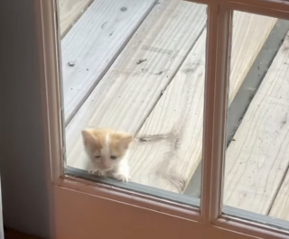 Illustration de l'article : Alors qu'il voulait adopter un chien, ce jeune couple ram&egrave;ne finalement un chaton tigr&eacute; de ses vacances (vid&eacute;o)
