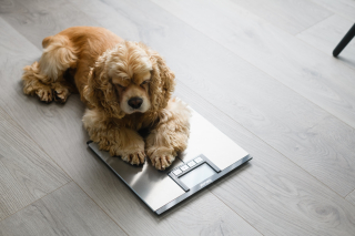 Illustration de l'article : Une &eacute;tude v&eacute;t&eacute;rinaire confirme combien d'ann&eacute;es de vie le surpoids vole &agrave; votre chien