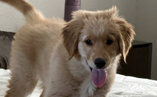 Illustration de l'article : Ce chiot Golden Retriever vole les chaussettes de son ma&icirc;tre, puis tente de convaincre tout le monde qu&rsquo;il est innocent (vid&eacute;o)