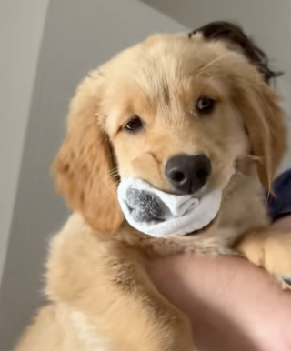 Illustration de l'article : Ce chiot Golden Retriever vole les chaussettes de son ma&icirc;tre, puis tente de convaincre tout le monde qu&rsquo;il est innocent (vid&eacute;o)