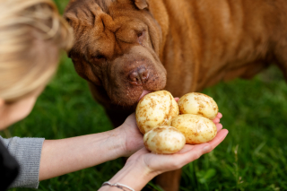 Illustration de l'article : Pouvez-vous donner des &eacute;pluchures de pomme de terre &agrave; votre chien ?