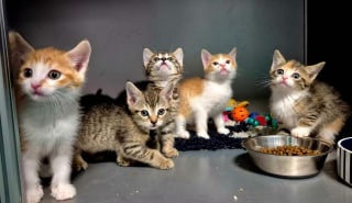 Illustration de l'article : D&eacute;couverts dans un panier de supermarch&eacute; jet&eacute; dans les buissons, 5 chatons sont secourus &agrave; temps gr&acirc;ce &agrave; un passant vigilant (vid&eacute;o)