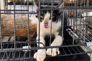 Illustration de l'article : Une vaste op&eacute;ration contre le commerce de viande de chat au Vietnam sauve 400 chats, dont des dizaines retrouvent leurs ma&icirc;tres