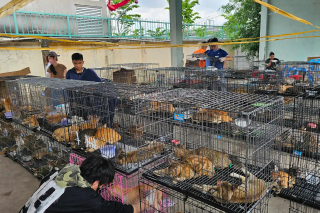 Illustration de l'article : Une vaste op&eacute;ration contre le commerce de viande de chat au Vietnam sauve 400 chats, dont des dizaines retrouvent leurs ma&icirc;tres