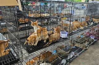 Illustration de l'article : Une vaste op&eacute;ration contre le commerce de viande de chat au Vietnam sauve 400 chats, dont des dizaines retrouvent leurs ma&icirc;tres