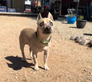 Illustration de l'article : Plac&eacute; dans un refuge ce vieux chien aveugle est joyeusement accueilli par un petit chaton &eacute;nergique (vid&eacute;o)