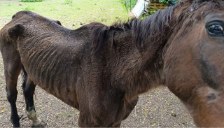 Illustration de l'article : Sauv&eacute; de la n&eacute;gligence par la Fondation 30 Millions d&rsquo;Amis, un ancien cheval de comp&eacute;tition squelettique est enfin en s&eacute;curit&eacute;