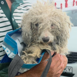 Illustration de l'article : « Elle a longtemps vécu attachée à une chaîne », cette chienne croisée Bichon Frisé attend une famille qui lui fera découvrir la liberté