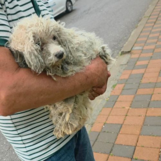 Illustration de l'article : « Elle a longtemps vécu attachée à une chaîne », cette chienne croisée Bichon Frisé attend une famille qui lui fera découvrir la liberté