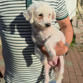 Illustration de l'article : « Elle a longtemps vécu attachée à une chaîne », cette chienne croisée Bichon Frisé attend une famille qui lui fera découvrir la liberté