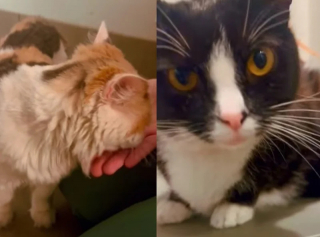 Illustration de l'article : Un refuge bond&eacute; prend en charge 2 chattes ins&eacute;parables de 5 ans, abandonn&eacute;es devant leur porte avec une lettre