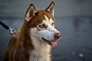 Illustration de l'article : Les policiers valenciennois brisent la vitre d'une voiture pour lib&eacute;rer un Husky enferm&eacute; en pleine canicule, son ma&icirc;tre profitant de la F&ecirc;te de la Musique