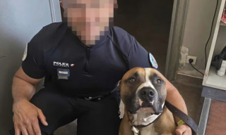 Illustration de l'article : Au bord d&rsquo;une autoroute et sous un soleil de plomb, des policiers sauvent un chien enferm&eacute; dans une voiture vol&eacute;e 