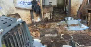 Illustration de l'article : Sauv&eacute;s d'un logement extr&ecirc;mement insalubre &agrave; Beauvais trente chats affam&eacute;s attendent d' &ecirc;tre enfin adopt&eacute;s (vid&eacute;o)