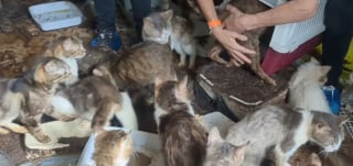 Illustration de l'article : Sauv&eacute;s d'un logement extr&ecirc;mement insalubre &agrave; Beauvais trente chats affam&eacute;s attendent d' &ecirc;tre enfin adopt&eacute;s (vid&eacute;o)