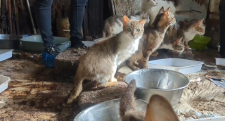 Illustration de l'article : Sauv&eacute;s d'un logement extr&ecirc;mement insalubre &agrave; Beauvais trente chats affam&eacute;s attendent d' &ecirc;tre enfin adopt&eacute;s (vid&eacute;o)