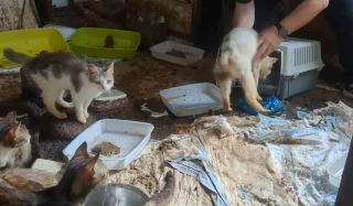 Illustration de l'article : Sauv&eacute;s d'un logement extr&ecirc;mement insalubre &agrave; Beauvais trente chats affam&eacute;s attendent d' &ecirc;tre enfin adopt&eacute;s (vid&eacute;o)