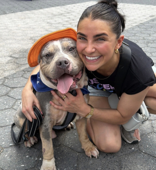Illustration de l'article : Ce Pitbull en famille d&rsquo;accueil pr&eacute;f&egrave;re regarder les voitures plut&ocirc;t que jouer (vid&eacute;o)