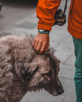 Illustration de l'article : 17 comportements humains que les chiens ne comprennent pas