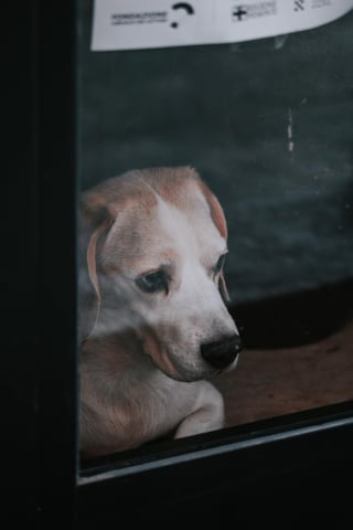 Illustration de l'article : 17 comportements humains que les chiens ne comprennent pas