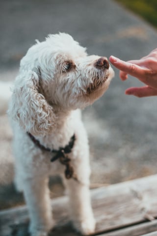 Illustration de l'article : 17 comportements humains que les chiens ne comprennent pas