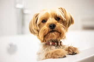 Illustration de l'article : 17 comportements humains que les chiens ne comprennent pas