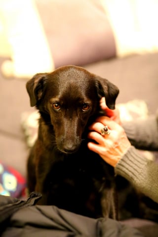 Illustration de l'article : 17 comportements humains que les chiens ne comprennent pas