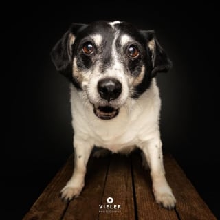 Illustration de l'article : 14 photos de chiens &acirc;g&eacute;s pour faire fondre votre coeur