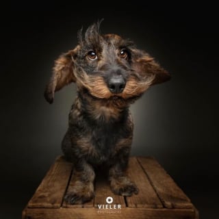 Illustration de l'article : 14 photos de chiens &acirc;g&eacute;s pour faire fondre votre coeur
