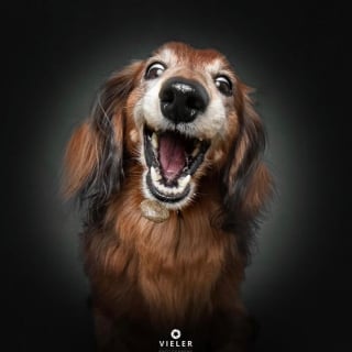 Illustration de l'article : 14 photos de chiens &acirc;g&eacute;s pour faire fondre votre coeur