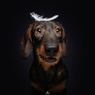 Illustration de l'article : 14 photos de chiens &acirc;g&eacute;s pour faire fondre votre coeur