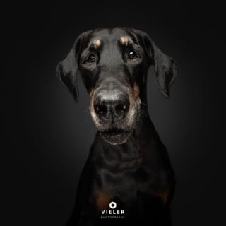 Illustration de l'article : 14 photos de chiens &acirc;g&eacute;s pour faire fondre votre coeur