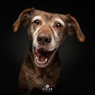 Illustration de l'article : 14 photos de chiens &acirc;g&eacute;s pour faire fondre votre coeur