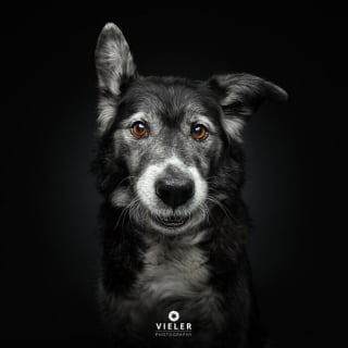 Illustration de l'article : 14 photos de chiens &acirc;g&eacute;s pour faire fondre votre coeur